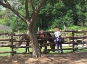 Kentucky Horse Park Celebrate's Life