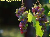 Eating Many Grapes Side Effects Must Know