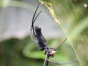 DAILY PHOTO: Spider, Nameri National Park