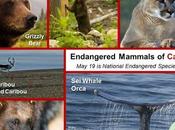 #NationalEndangeredSpeciesDay #May19 #Endangered #Animals #Canada