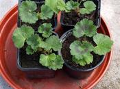 Potting-up Pelargonium Cuttings