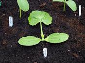 Planting Cucumbers Courgettes