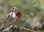 Last Week's #Birding #Photos #OttawaValley #Ontario #Canada