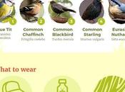 Beginners Guide Birdwatching