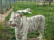 Tiger Prowl Ambulance Rescue