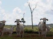Wild Amazon Faces Destruction Brazil’s Farmers Loggers Target National Park