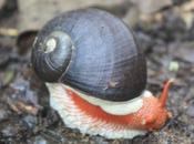 DAILY PHOTO: Coorg Land Snail, I.e. Indrella Ampulla