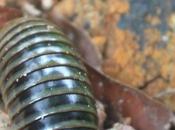 DAILY PHOTO: Giant Pill Millipede, I.e. Sphaerotheriida
