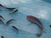 Will Tilapia Fish Help Treating Skin Burns Brazilian Research