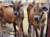 Administration Saline Drip Roads