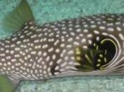 Biki, First Bionic Fish Enter Waters