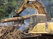 Dangers Global Road-building Tsunami