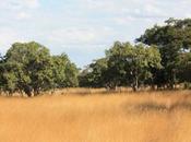 DAILY PHOTO: Zambian Game Reserve