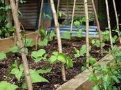 Runner Beans Tips Problem