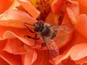 Pesticides Impair Honey Flying Abilities