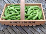 Harvesting Broad Beans