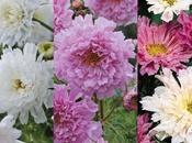 Decorate Your Garden With Some Beautiful Catchy Flowers