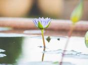 Styles Garden Water Features