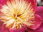 Friday Fotos: Rainbow Variations Blossom