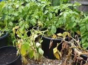 Succeeding with Beans