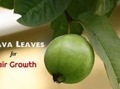 Guava Leaves Hair Growth: Benefits