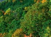 Human Mistakes: Deforestation