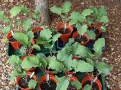 Planting Broccoli