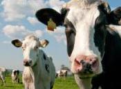 Dairy Cow's Temperment Impact Milk Production