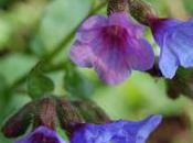 Plant Week: Pulmonaria Officinalis ‘Bowles’ Blue’