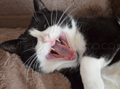 Wordless Wednesday Chloe!