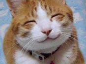 Happy Smiling Cat” Feel-Good Feline Sure!