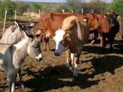 Texas Drought Brings Flood Donkeys Rescue Shelters