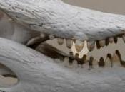 Crunch This: Crocodile Bite Found Twice Strong That