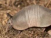 Featured Animal: Armadillo