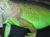 Green Cuddly Giants: Advice Tips Iguanas