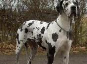 Featured Animal: Great Dane