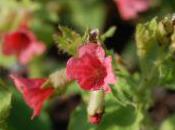 Plant Week: Pulmonaria Rubra