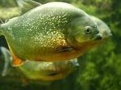 Featured Animal: Piranha