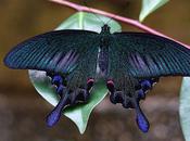 Sublime Swallowtail Butterfly