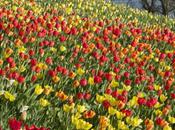 Mainau: Blumen Insel (Flower Island)