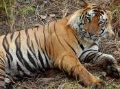 Featured Animal: Bengal Tiger