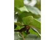 Tree Following July 2017- Withered Quince