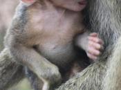 DAILY PHOTO: Baboon Baby
