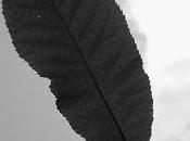 Jonah Leaf: Lesson Priorities