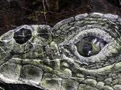 Friday Fotos: Five Views Painted Reptile Rocks