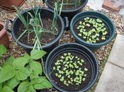 Growing Vegetables Containers