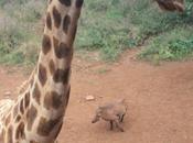 DAILY PHOTO: Warthog with Giraffe Scaling Purposes
