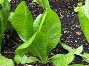 Preparing Autumn Salads