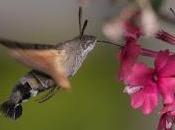 Best Summer Ever Hummingbird Hawk-moths?