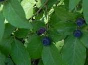 Berrying Perspective